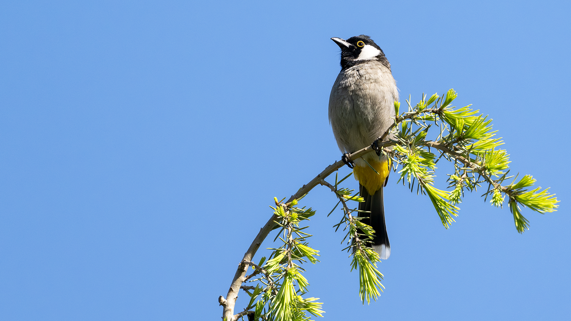 White-eared Bulbul